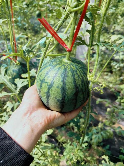 史河路吃瓜 第3张 史河路吃瓜 第3张